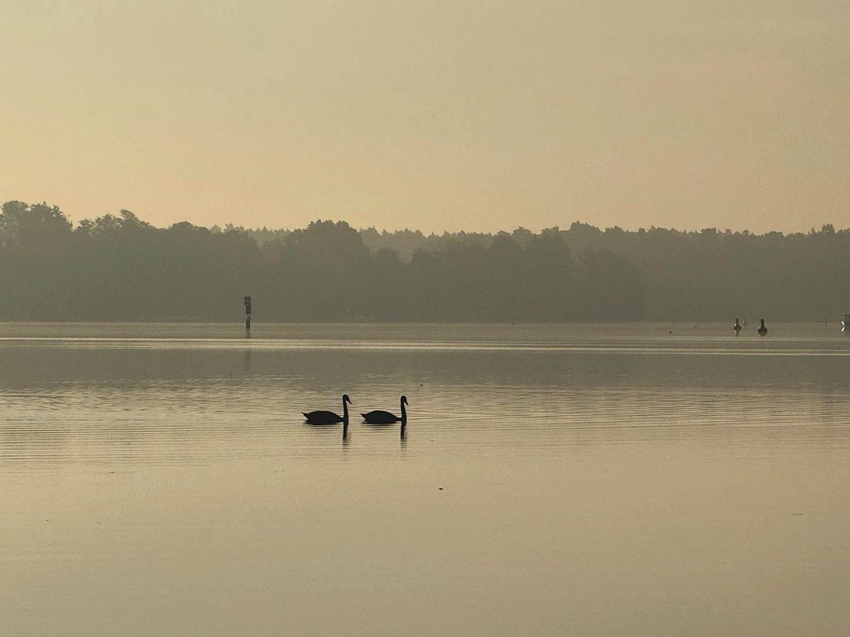 Zwei Schwäne im Morgennebel auf dem Krüpelsee