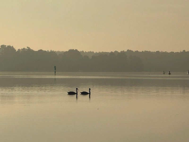 Zwei Schwäne im Morgennebel auf dem Krüpelsee