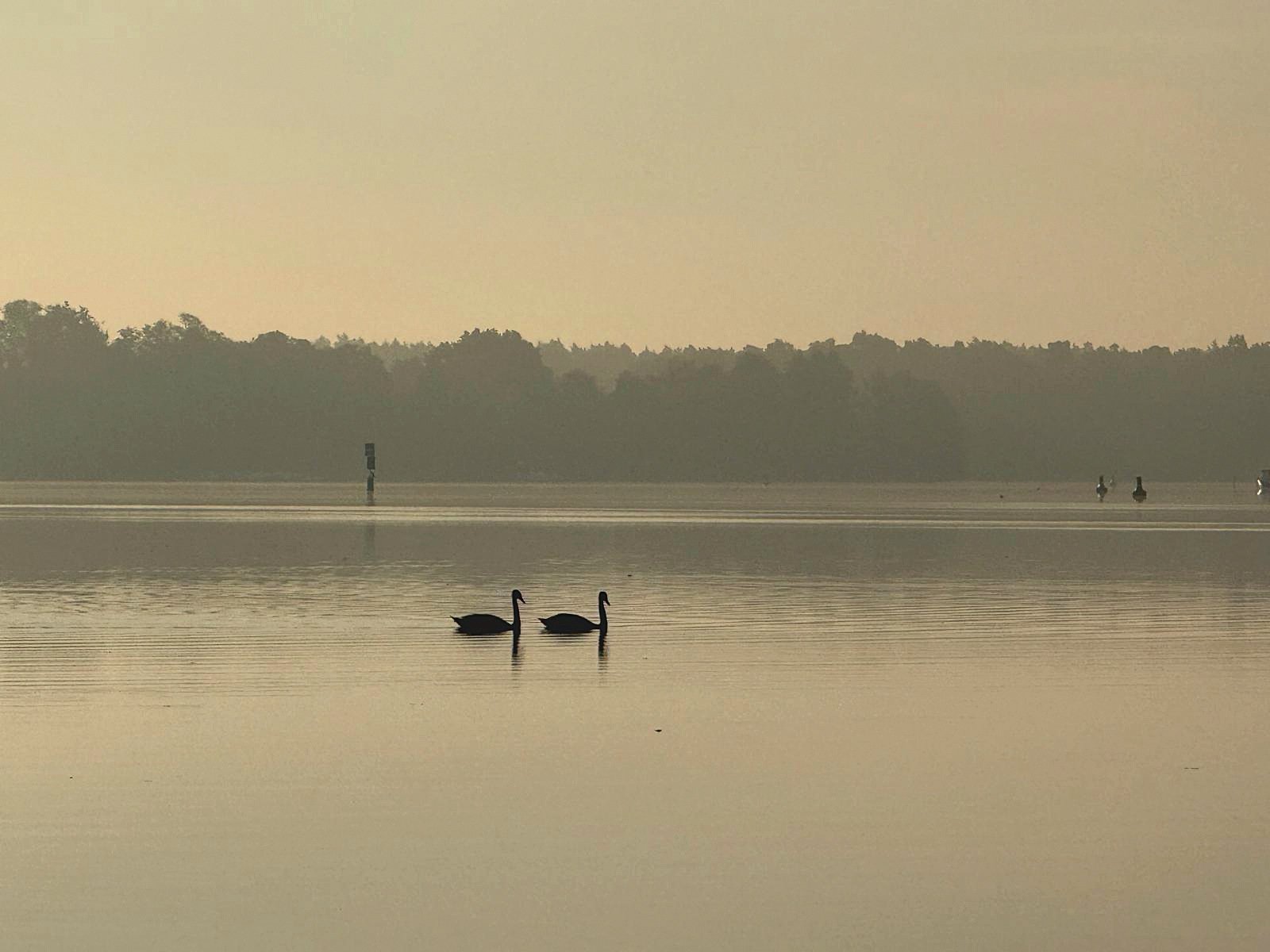 Zwei Schwäne im Morgennebel auf dem Krüpelsee