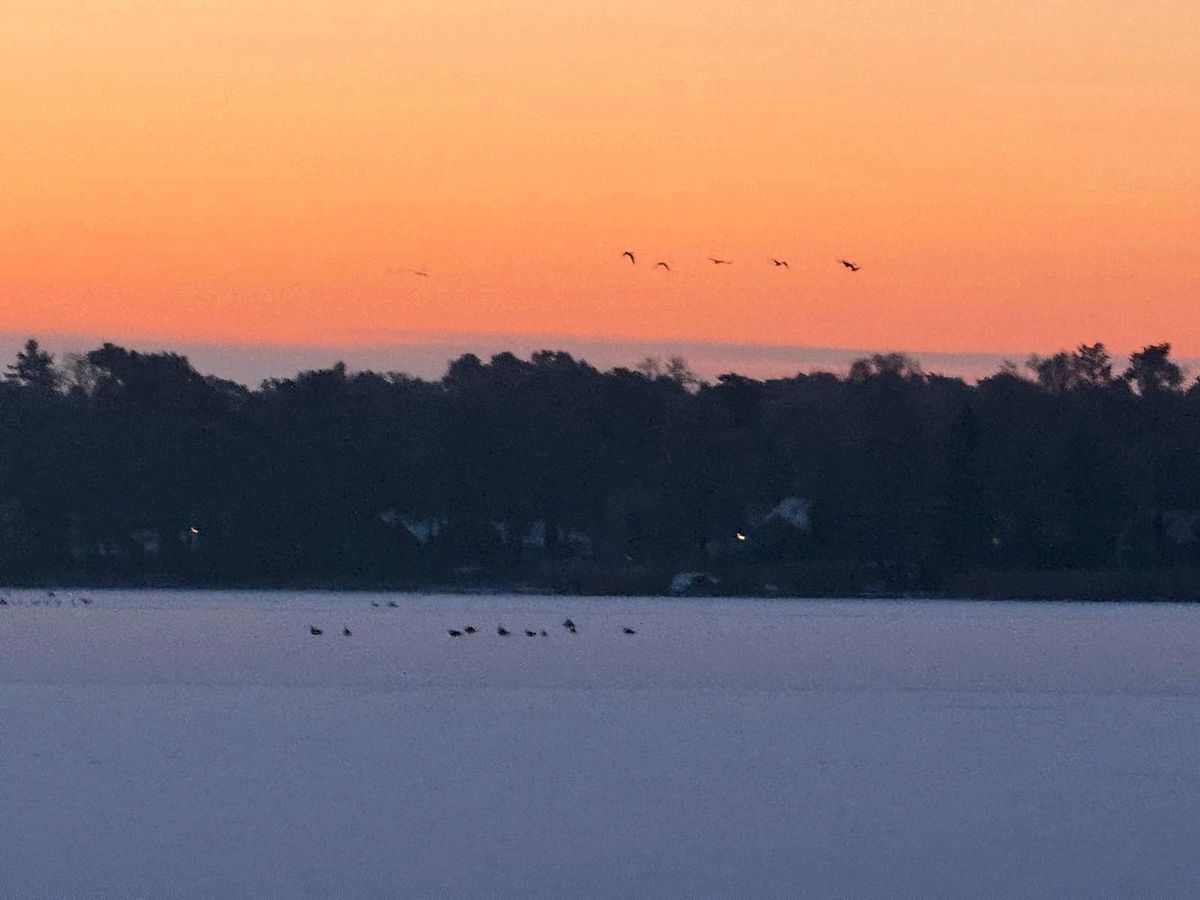 Winterlicher Krüpelsee mit Vogelschwarm über dem verschneiten Ufer