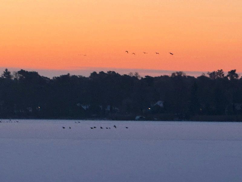 Winterlicher Krüpelsee mit Vogelschwarm über dem verschneiten Ufer