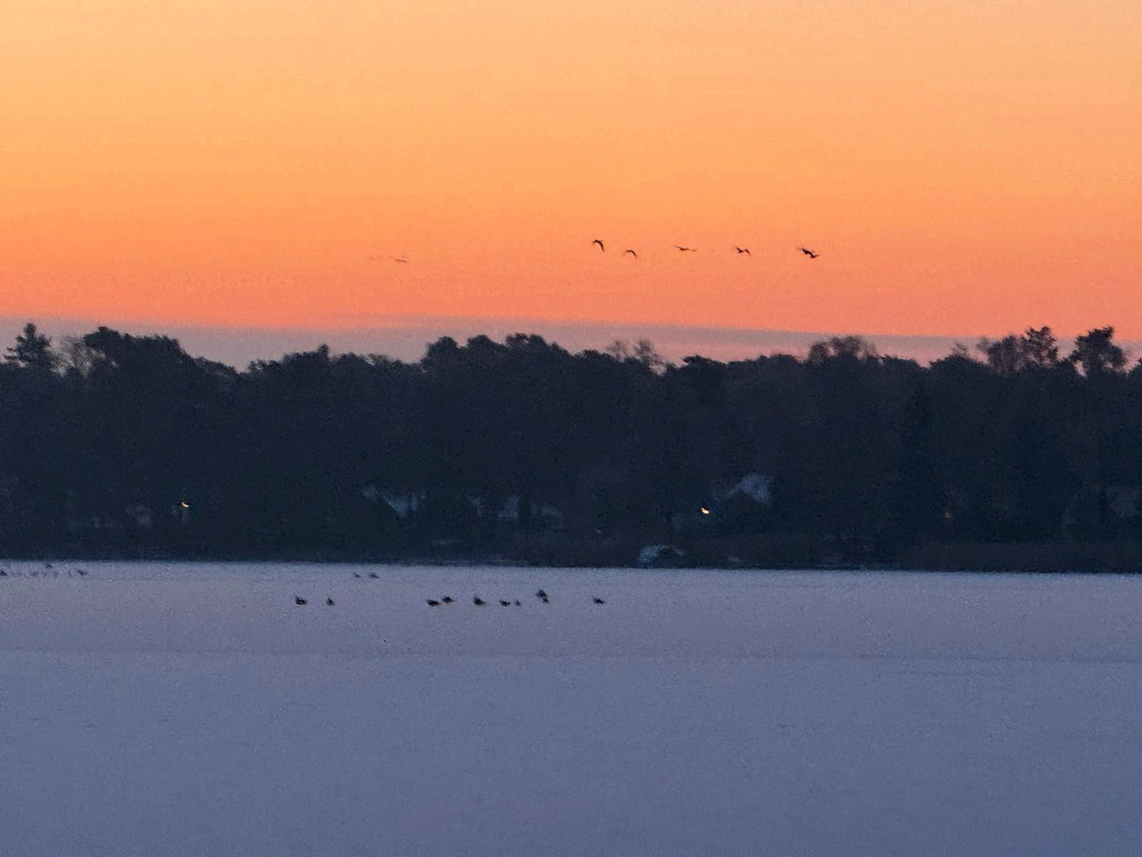 Winterlicher Krüpelsee mit Vogelschwarm über dem verschneiten Ufer