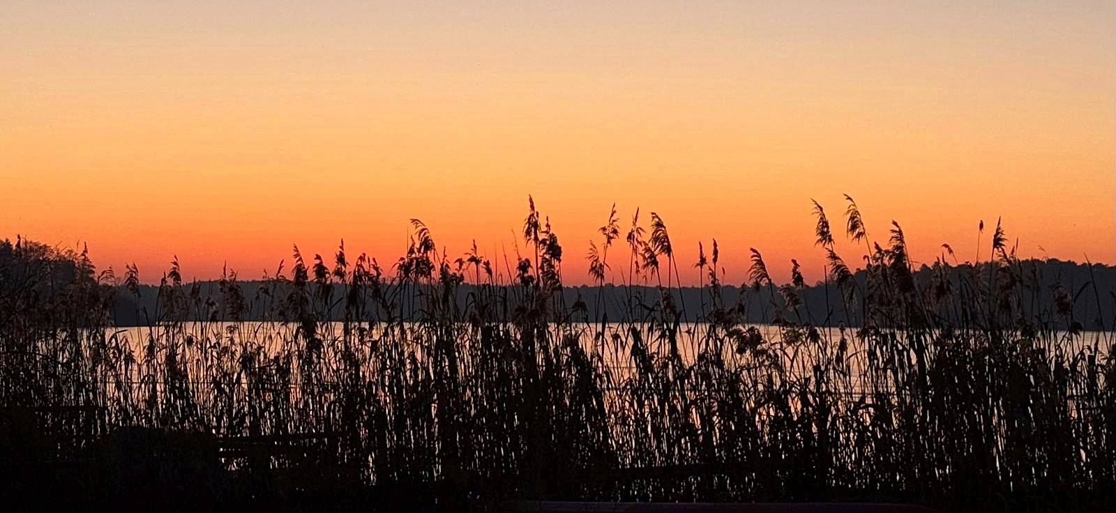 Schilfgürtel am Krüpelsee im Abendrot, Panorama