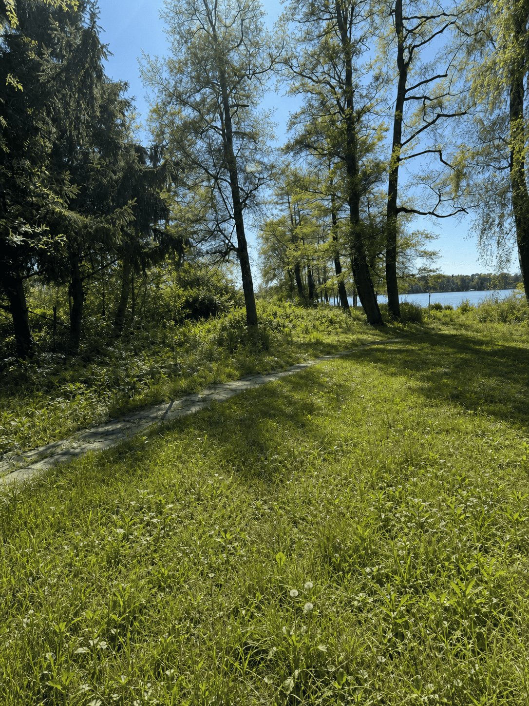 Naturbelassener Weg durch die Wildwiese zum See