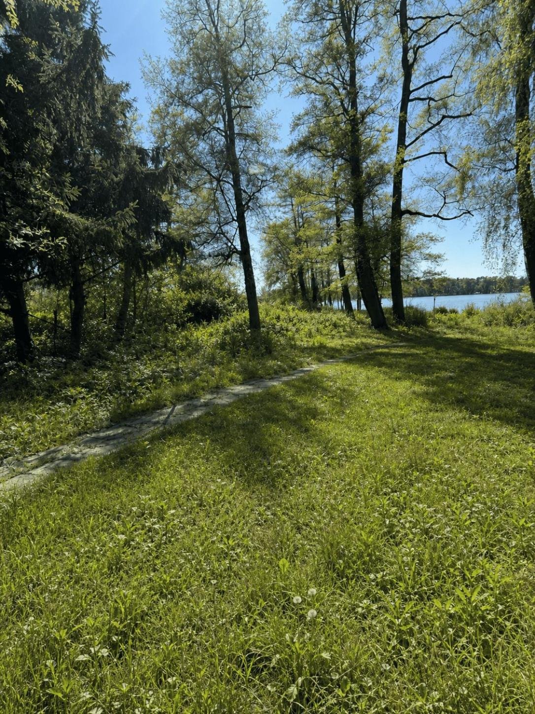 Naturbelassene Wiese mit Birken und Kiefern, Blick zum Wasser