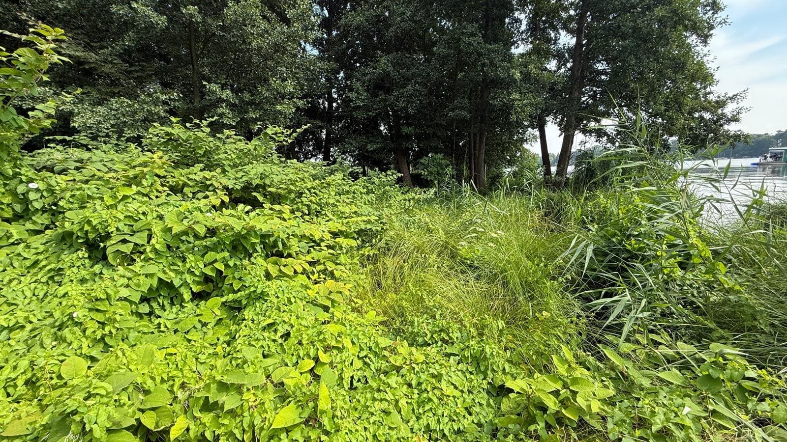 Schilf und Sträucher am naturbelassenen Ufer des Krüpelsees bei Kablow