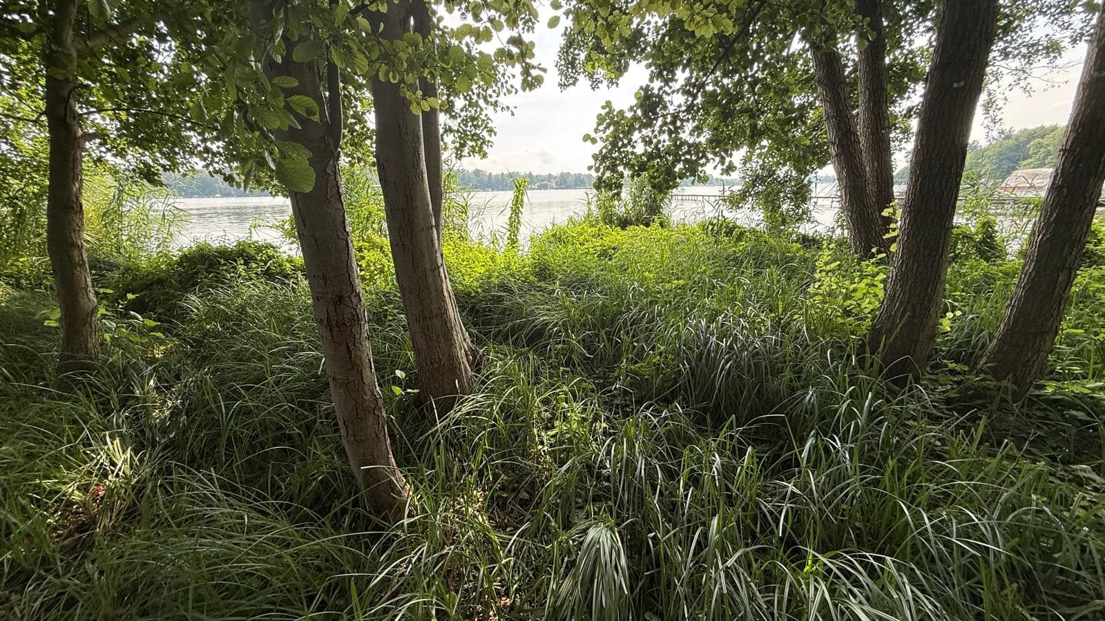 Wildwiese unter Kiefern und Birken